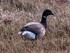 Branta bernicla