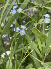 Myosotis scorpioides