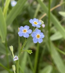 Myosotis scorpioides