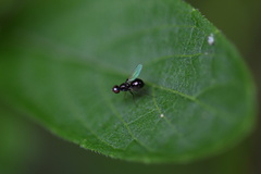 Sepsidae
