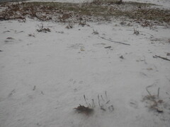 Rattus norvegicus