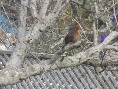 Turdus merula merula