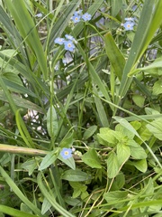 Myosotis scorpioides