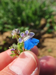 Nemesia barbata