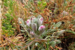 Chloropyron maritimum palustre