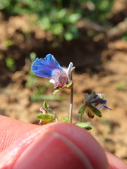 Nemesia barbata