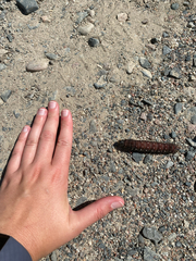 Eacles imperialis pini