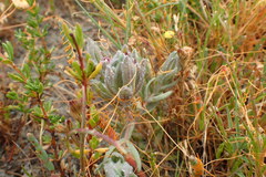 Chloropyron maritimum palustre