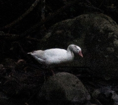 Anser anser domesticus