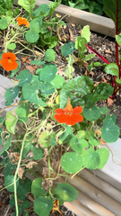 Tropaeolum majus