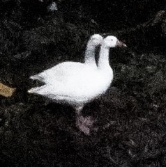 Anser anser domesticus