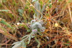 Chloropyron maritimum palustre