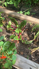 Beta vulgaris