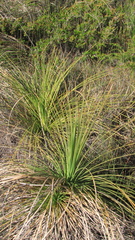 Xanthorrhoea brunonis