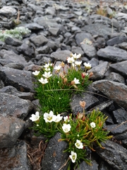 Cherleria arctica