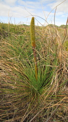 Xanthorrhoea brunonis