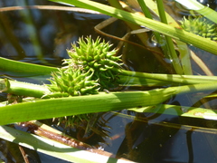 Sparganium angustifolium