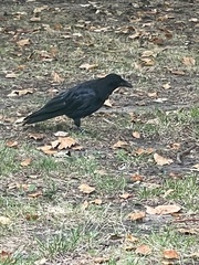 Corvus corone
