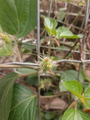 Acalypha arvensis