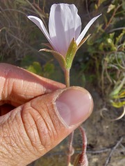 Pelargonium elegans