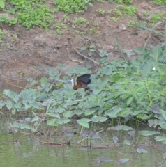 Actophilornis africanus