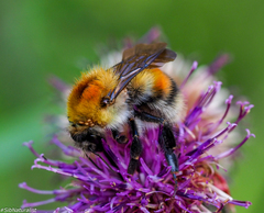 Bombus consobrinus