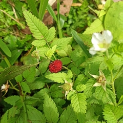 Rubus