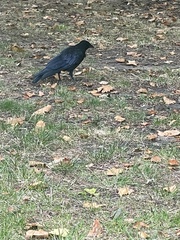 Corvus corone