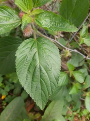 Acalypha arvensis