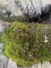 Entodon seductrix