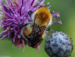 Bombus consobrinus