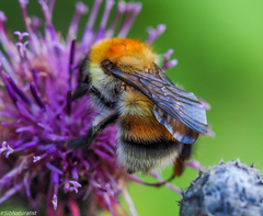 Bombus consobrinus