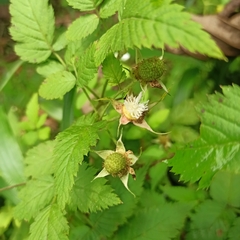 Rubus