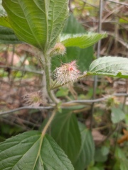 Acalypha arvensis