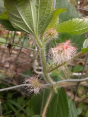Acalypha arvensis