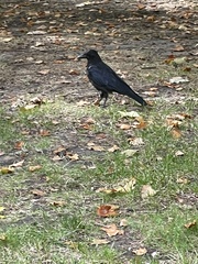 Corvus corone