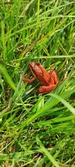 Rana arvalis