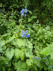 Delphinium bakeri