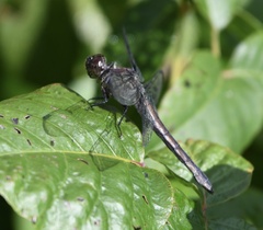 Libellula incesta