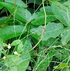 Diplacodes trivialis
