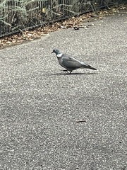 Columba palumbus
