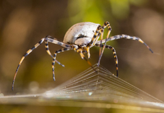 Argiope lobata