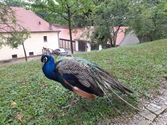 Pavo