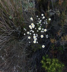 Edmondia