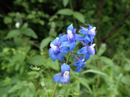 Image of Delphinium bakeri by no rights reserved