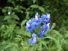 Delphinium bakeri
