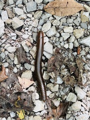 Narceus americanus
