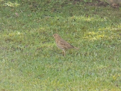 Turdus philomelos clarkei