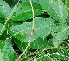Diplacodes trivialis