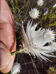 Edmondia